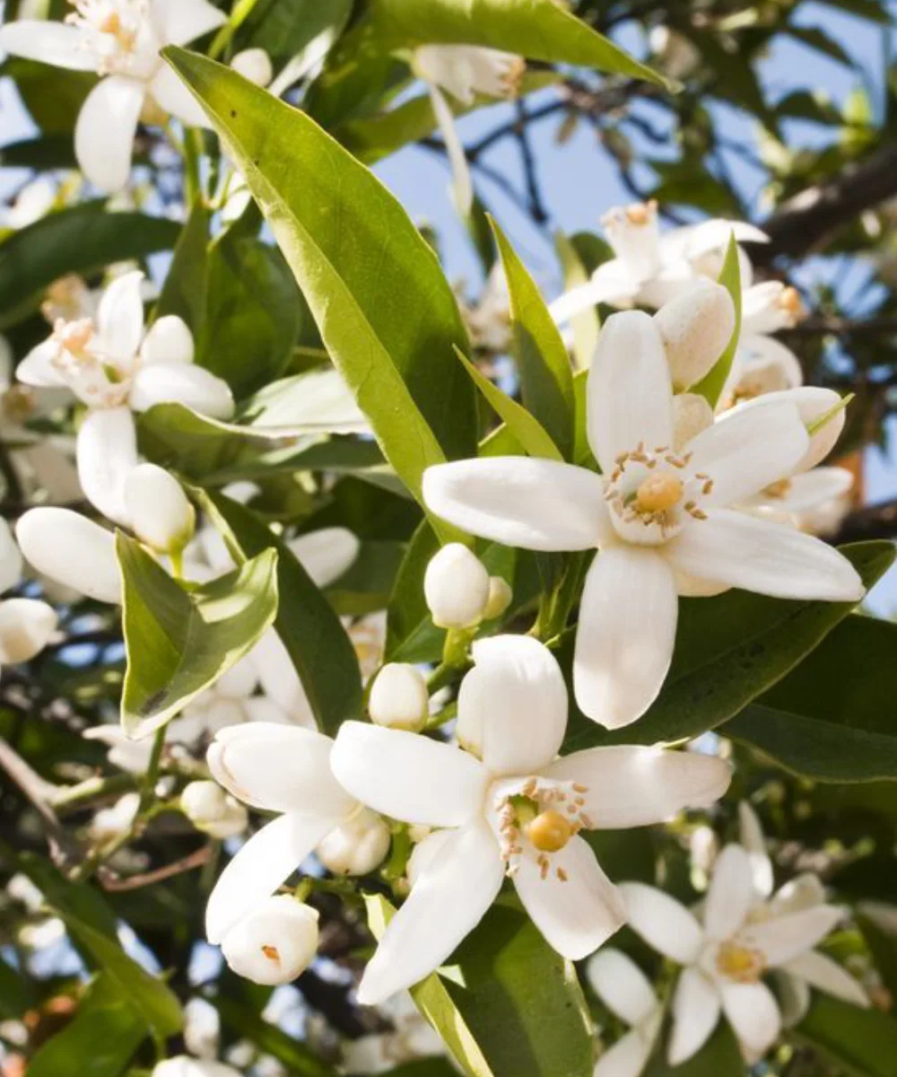 Fragancia Flor de Azahar 1 Fragancia de flos de azahar