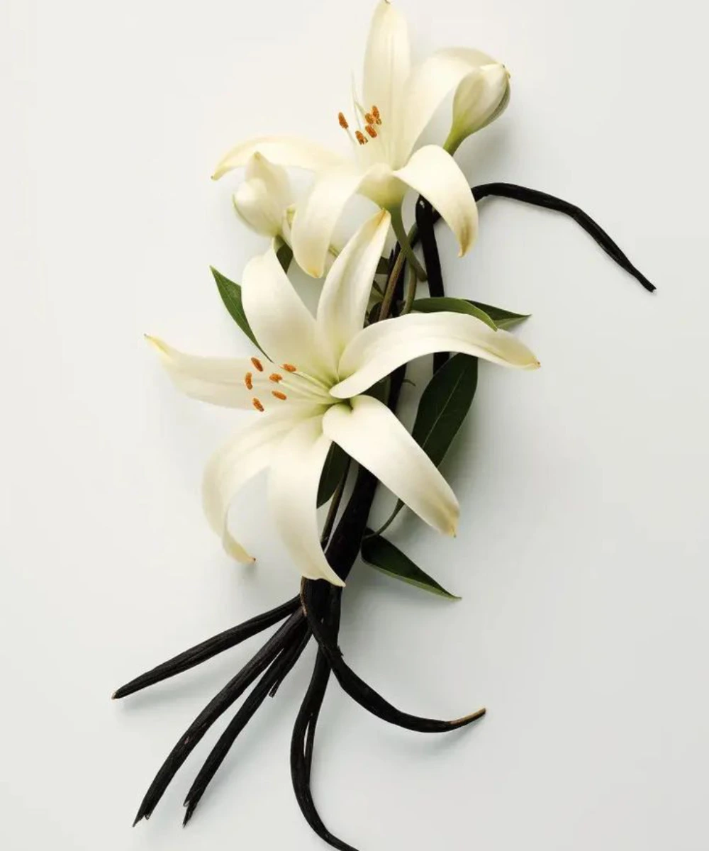 Fragancia de Vainilla 1 Fragancia de Vainilla